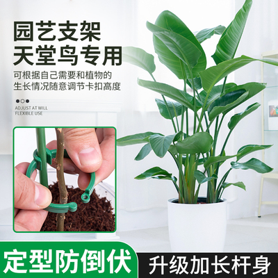 速发鸟花支架兰夹子支撑杆植物爬藤曲卉固花弯定铁丝支架园艺