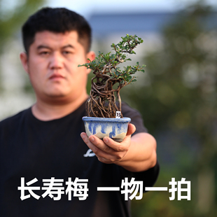 日本进口红花一号长寿梅盆景白花长寿梅微型盆景提根造型拇指盆景