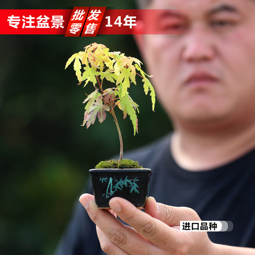 进口原生山红叶小品盆栽微型盆景鸡爪槭盆景创意盆栽枫树观叶植物