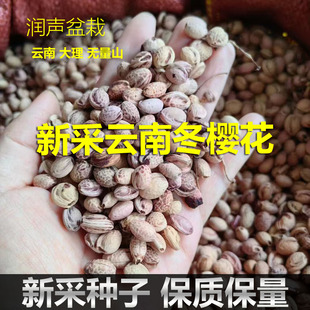 新采云南大理无量山冬樱花种子樱花树种籽林木种子庭院风景树种子