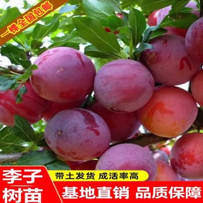 特大美人醉李子树苗脱骨李蜂糖李冰糖李清脆李脆红李盆栽地栽包邮
