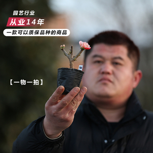 精品长寿宝海棠复色出锦长寿梅原生微型盆景苗带花苞小叶东阳锦