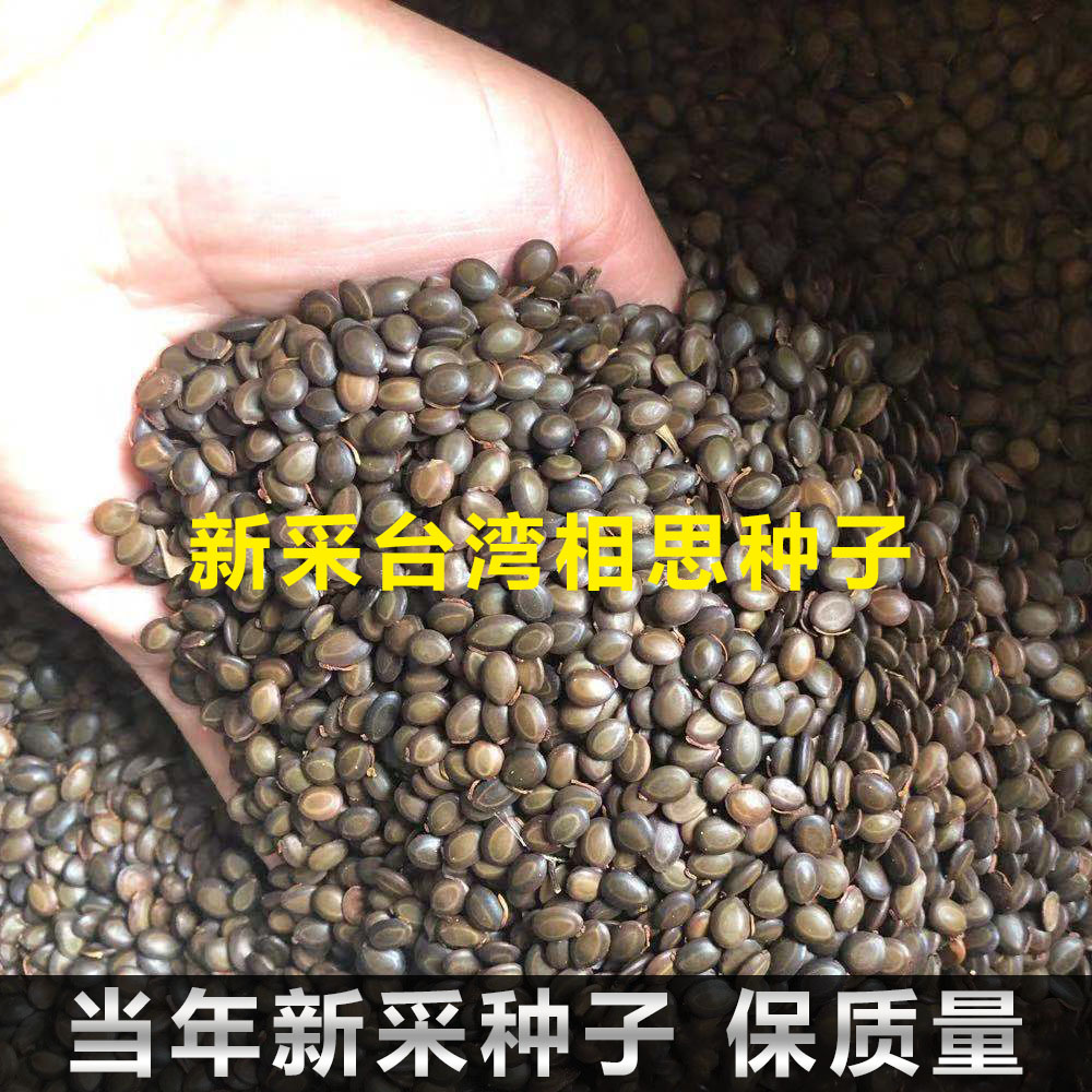 新采台湾相思树种子 马大相思种籽 马占种子肯氏大叶相思耳叶相思