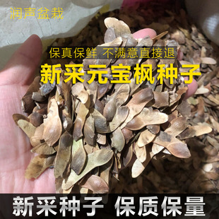 农户新采元宝枫种子元宝枫树种籽三角枫种子盆景盆栽素材种子500g