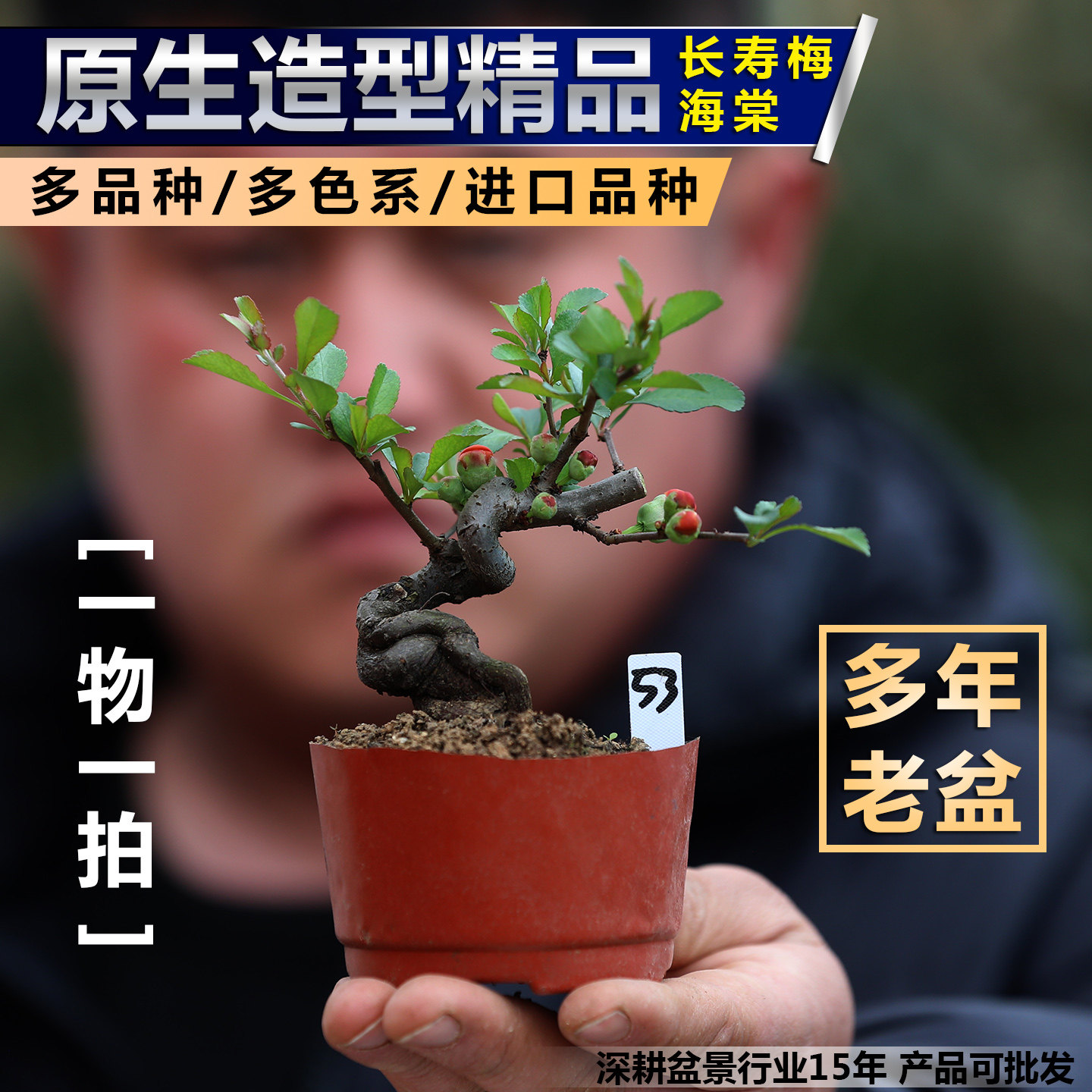 进口原生红白花长寿梅 出锦长寿宝 黑潮绿宝石彩之星海棠造型盆景