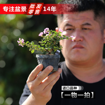 进口矮化姬紫薇盆景老桩百日红微盆景小叶红紫白花姬紫薇小品盆景