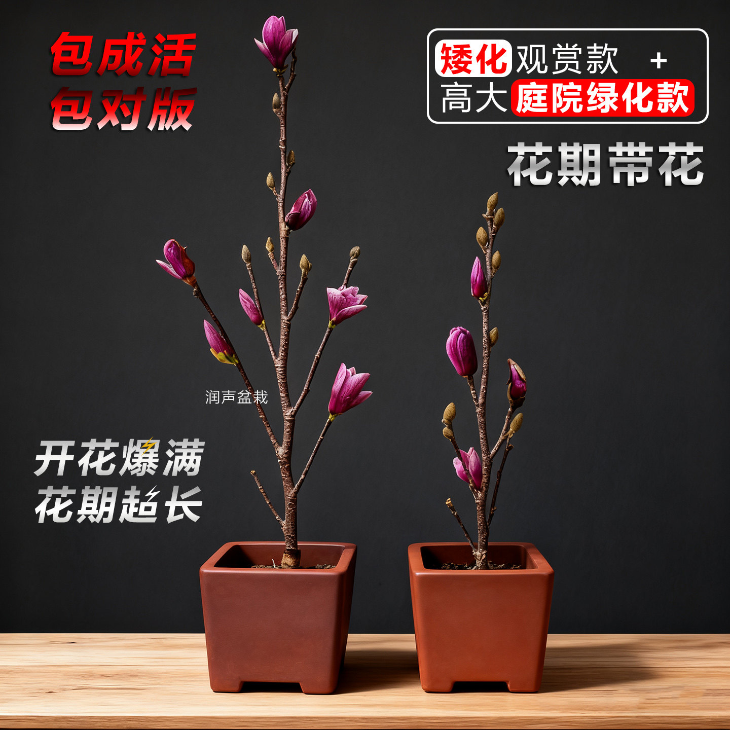 矮桩品种玉兰花树苗带花苞紫玉兰盆栽盆景苗高档庭院花卉耐寒植物
