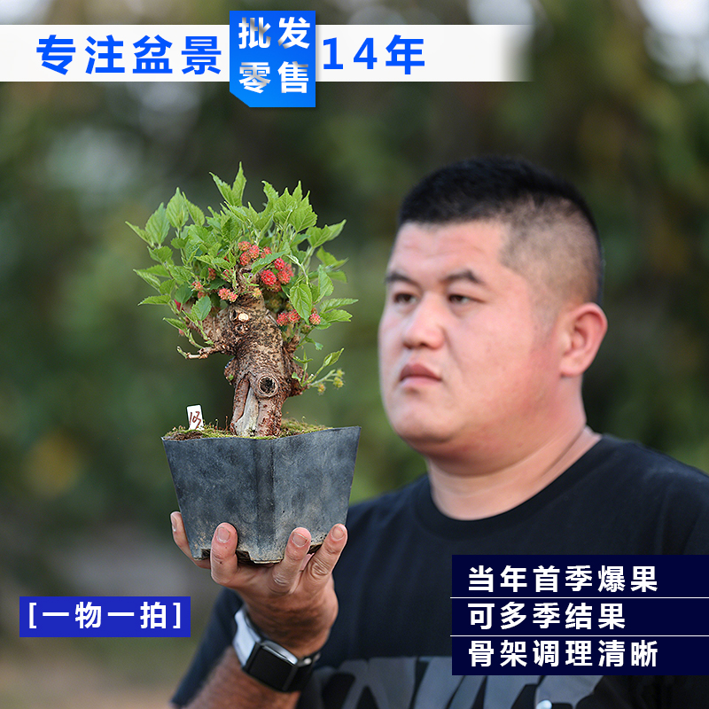 精品进口日本小叶姬果桑盆景矮霸老桩微型盆栽四季爆果桑观果盆景