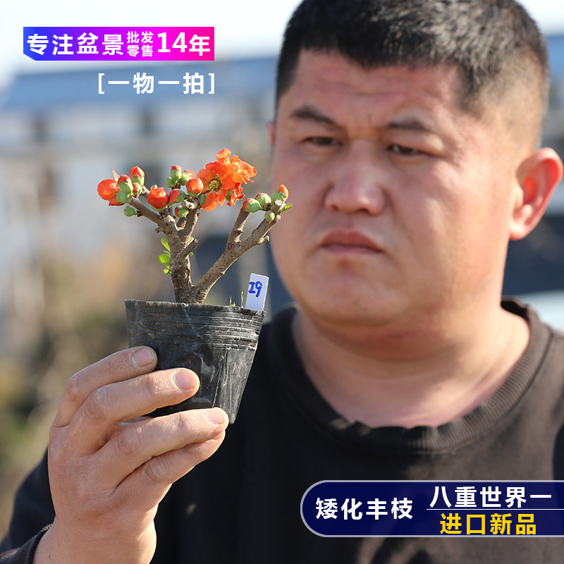 进口新品八重世界一海棠长寿梅小造型盆景
