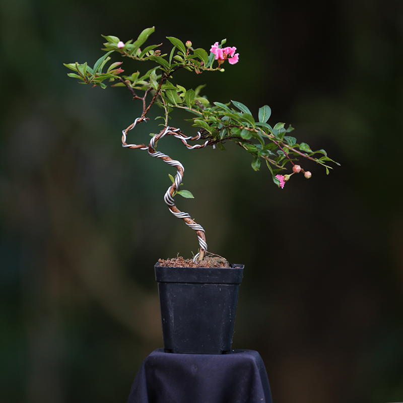 日本红花姬紫薇小品盆景小叶性百日红造型微盆景素材阳台观花植物