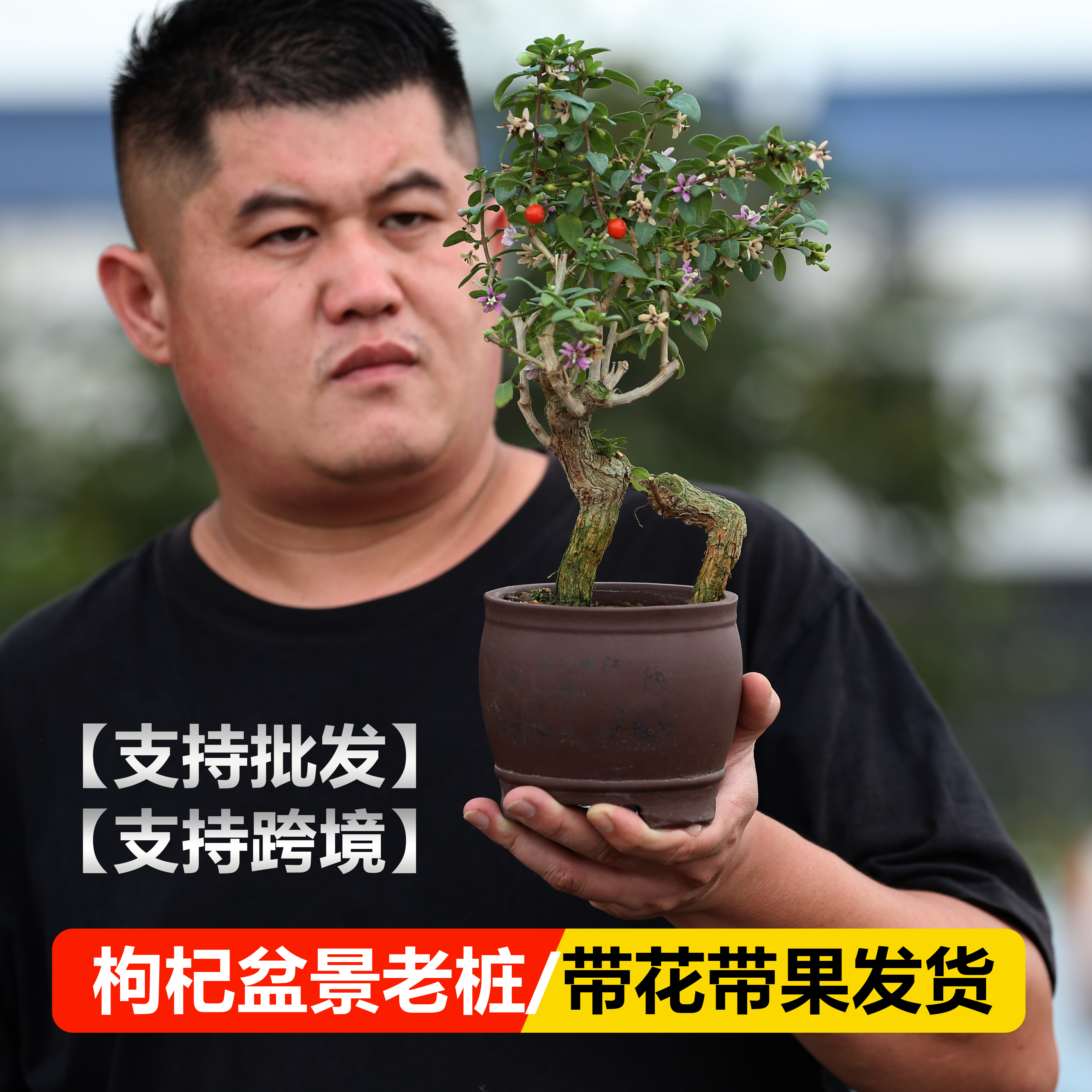 红果枸杞树盆景老桩造型树苗带花带果紫玉枸杞苗造型提根枸杞盆景