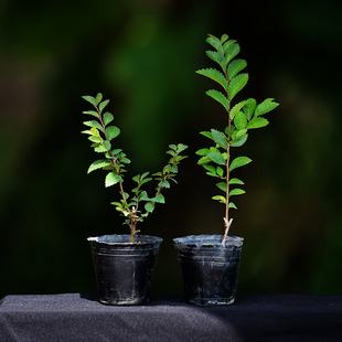 新品稀有日本进口荒皮榆榉扦插苗爆皮榆树小苗素材微型盆景造型苗