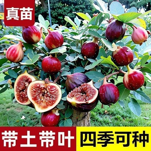 巨大无花果盆栽浓香软糯四季种植南北方好养活地栽盆栽好养-J