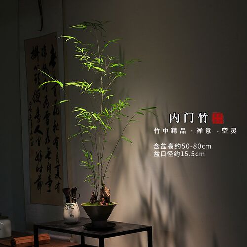 正宗内门竹禅意盆景高端茶室植物室内绿植桌面摆件好养竹子盆栽