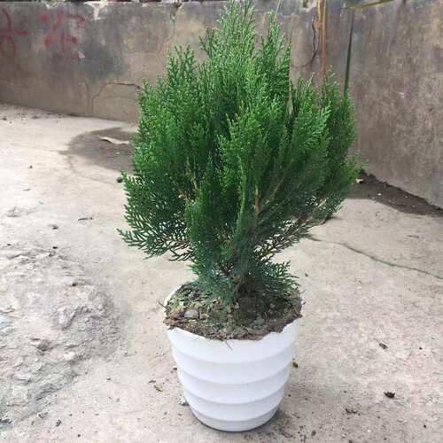 柏树侧柏龙柏盆景绿植除甲醛植物树苗易活净化空气盆栽庭院常青