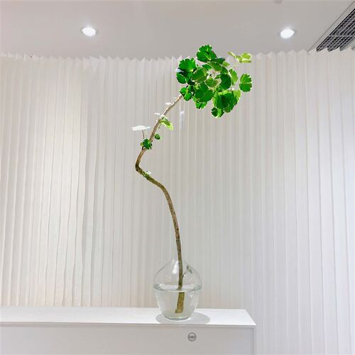 水培福禄桐金钱兜盆栽植物室内鲜切枝金钱树招财办公室绿植好养活