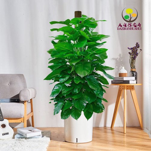 大叶绿萝柱盆栽客厅大型绿植办公室内除甲醛净化空气四季好养绿箩