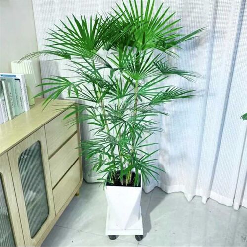 1.3-1.8米大型棕竹金山棕观音竹室内盆栽办公室耐荫