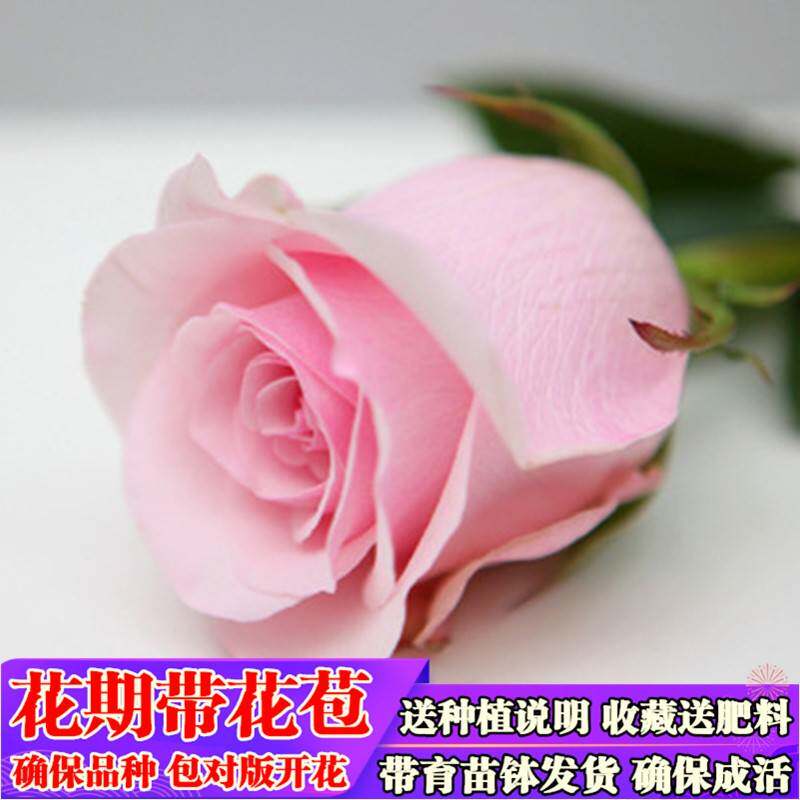 玖瑰花苗绿植盆栽四季开花树苗庭院绿化植物月季花玫瑰阳台