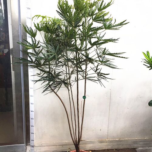 琼阳园艺 名贵观叶植物 优美伸展 日本大神级室内绿色植物 孔雀木