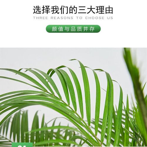 针葵盆栽针叶棕榈大型热带植物椰子树室内客厅阳台室外网红真绿植