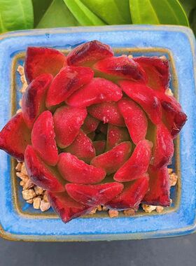 慢悠花房弗兰克精品多肉办公室阳台绿植园艺盆栽花卉庭院多肉植物