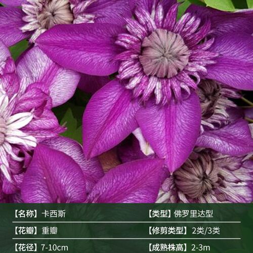 铁线莲大苗爬藤植物多季重瓣大花攀爬庭院耐寒爬墙花阳台盆栽带花