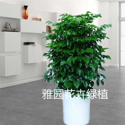 雅园花卉绿植【幸福树】大型室内盆栽植物济南免费送货