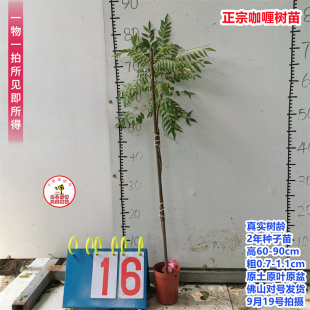 新品热卖咖哩树苗咖哩叶当年结果南北方阳台庭院盆栽地栽水果树苗