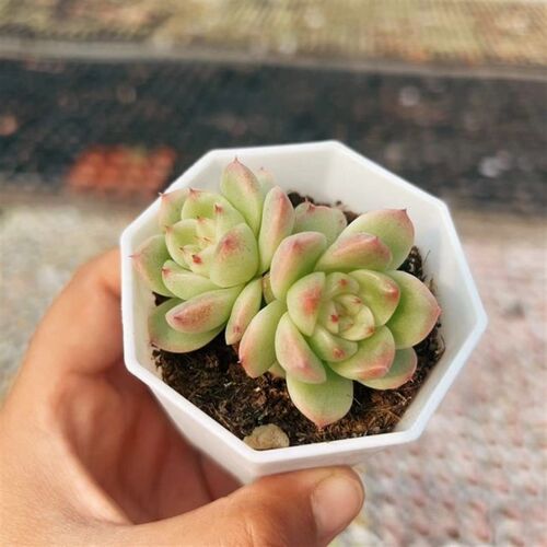 麦秆多肉植物韩国进口正版优质麦秆正版萌肉童话园艺满38包邮