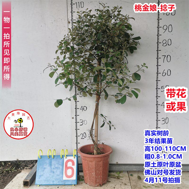 稔子苗正宗山捻子苗桃金娘科当年结果南方阳台庭院盆栽地栽果树苗