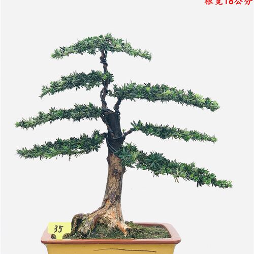 罗汉松盆景 提根米叶罗汉松盆景 珍珠罗汉松盆景树桩一物一拍