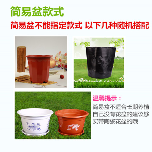 重庆大绿萝柱开业盆栽室内大型绿植客厅植物办公室净化空气除甲醛