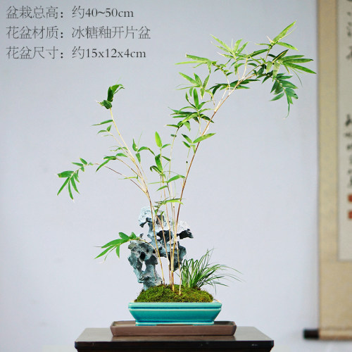 太湖石红竹假山竹子盆景桌面红观音竹盆栽办公桌茶桌中式书房绿植