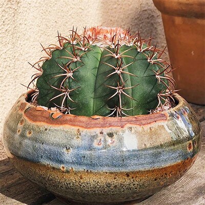 魔云实生仙人球 花t座球属层云碧云多肉植物组合盆栽