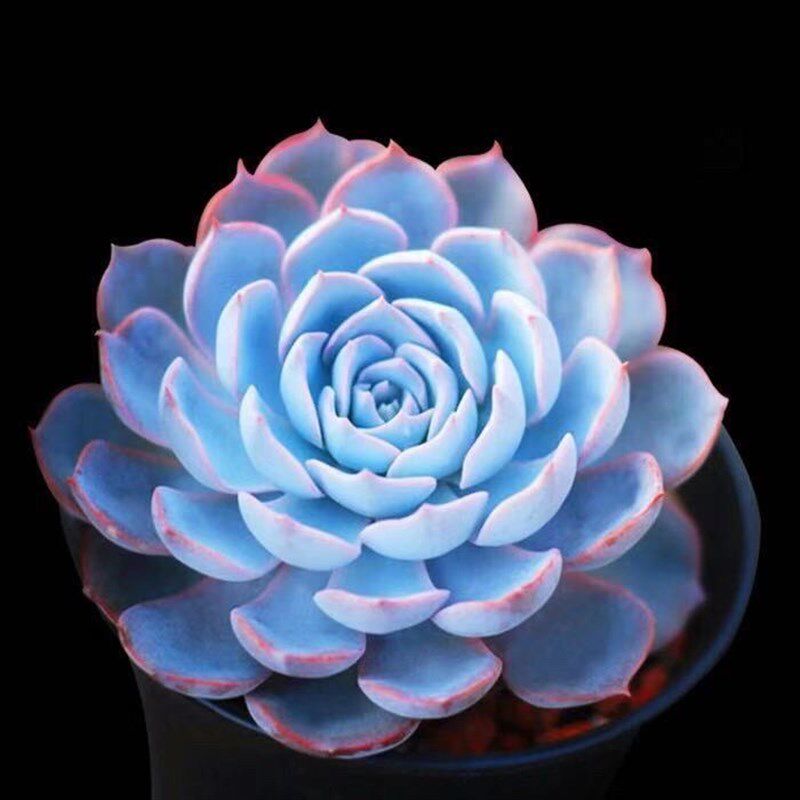 皮氏蓝石莲多肉植物室内盆栽客厅绿植花卉除甲醛好养易.活紫珍珠