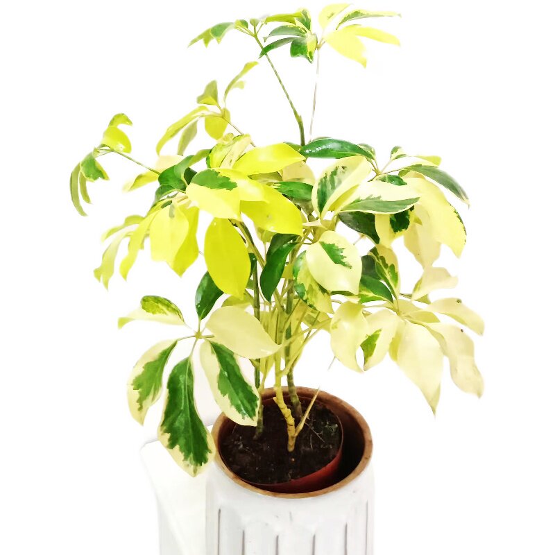 热销老桩花叶鸭脚木油画鹅掌柴室内常绿植物盆栽R好养耐阴网红大
