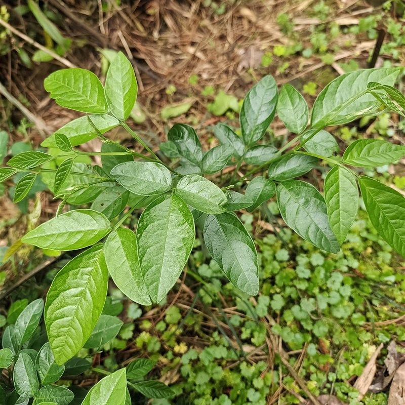 热销小槐花 草鞋板豆子草逢人打旱蚂蝗蚂W蝗草拿身草苗