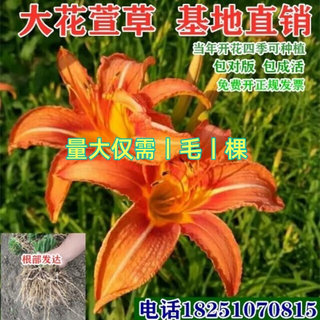 大花萱草苗忘忧草苗公园庭院绿化红花萱草黄花萱草好耐寒四季可栽