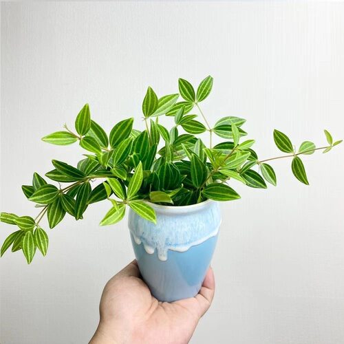 钻石翡翠吊兰室内桌面绿植四季常青盆栽绿宝石耐阴垂吊植物