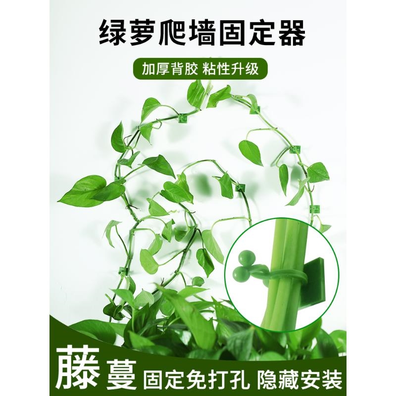 绿萝爬墙上花神器绿植固定器绿箩家用无痕卡扣绿枝爬藤杆夹子挂钩