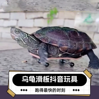 小乌龟滑板车手指指尖迷你玩具鹦鹉滑板模型挂件抖音同款网红宠物