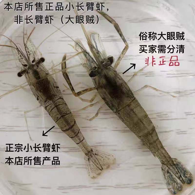 极速中华小长臂虾花m腰虾除丝藻刚毛藻观赏鱼缸除藻淡水清洁工具,节庆用品/礼品,路引,淘宝优惠券,粉丝福利购,淘宝优惠卷
