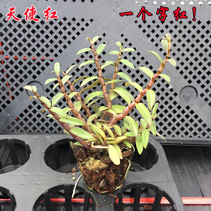 新品新品霍山铁皮石斛苗盆栽红杆雁荡山枫斗苗种R植石斛兰花苗金