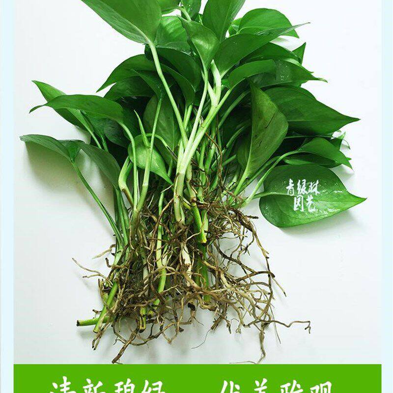 新品吊兰绿罗四季非常容易水z养单株大叶E水生0.3V长藤花卉苗水培