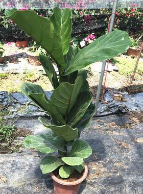 新品绿植绿色小盆栽琴o叶榕美观净化空气室内摆设绿色创g艺X盆栽