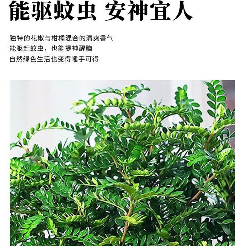 极速防驱蚊草去蚊子的植物u室内清香胡椒木盆栽九里香室内外花卉