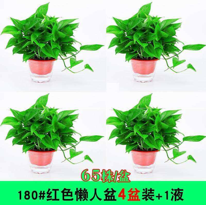 极速适合办公室放的盆栽放家里绿色植物I桌子上客厅花卉园艺装修