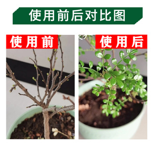极速胡椒木肥料营养液专t用有机肥绿叶肥清香木肥料香叶树乌木营