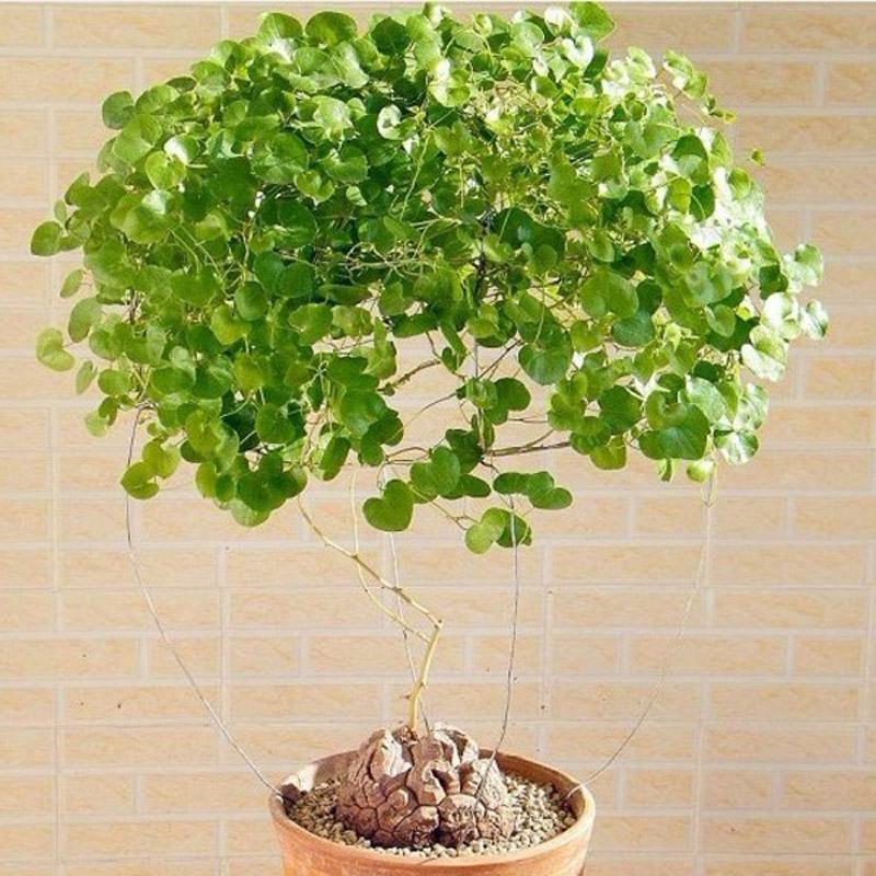 极速多肉植物盆g栽 肉肉 办公室绿植 块茎表皮龟裂 1-2年生 龟甲